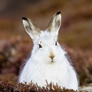 Mountain Hare lepus timidus on mountainside scotland winter