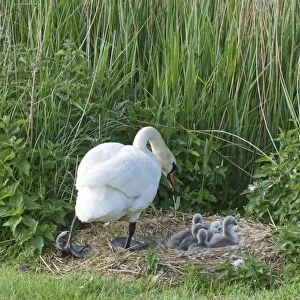 Mute Swan Cygnus olor and day old cygnets Cley Norfolk May
