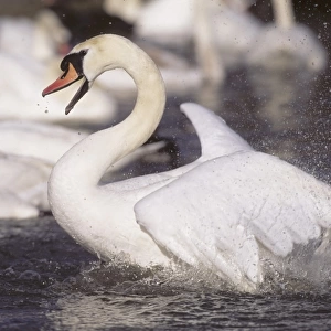 Mute Swan Cygnus olor male being aggressive towards rival UK spring