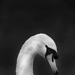 Mute Swan Cygnus olor male Norfolk winter