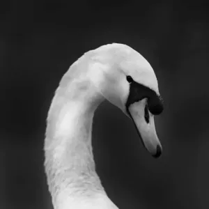 Black and White Print of a Male Mute Swan in Winter Black and White Print of a Male Mute Swan in Winter
