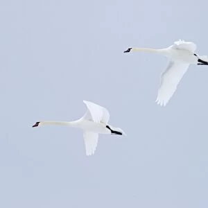 Mute Swans Cygnus olor Scotland winter