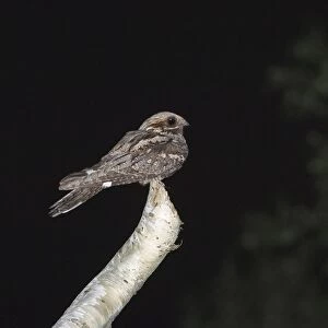 Nightjar Caprimulgus europaeus male churring (singing) from song post on forest edge