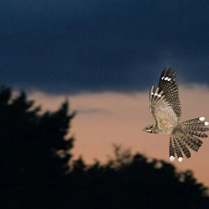 Nightjar Caprimulgus europaeus male in display flight North Norfolk June
