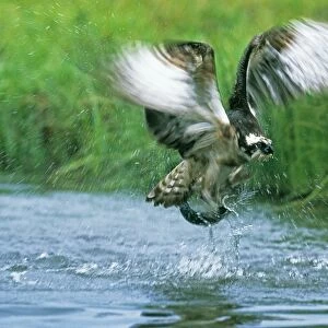 Osprey, Pandion haliaeetus, exploding out of water with a trout, Finland, summer