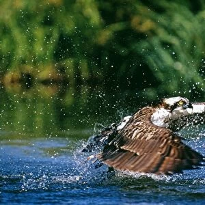 Osprey, Pandion haliaeetus, exploding out of water with a trout, Finland, summer