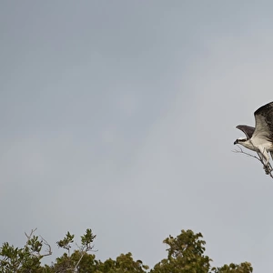 Osprey Pandion haliaets carrying stick to nest Florida Everglades