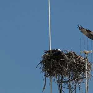 Osprey Pandion haliaetus bringng fish to nest on radio mast Florida Everglades