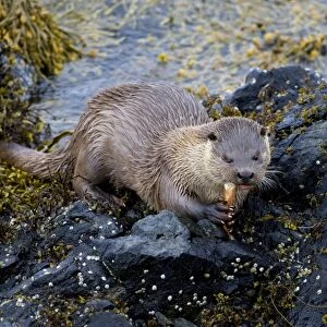 Otter Lutra lutra (dog) eating crab Shetland Scotland June