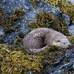 Otter Lutra lutra female Shetland Scotland June