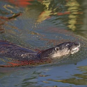 Otter Lutra lutra on River Thet Norfolk