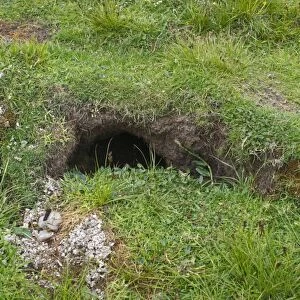 Otter scats at latrine close to holt Shetland summer