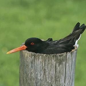Oystercatcher Haematopus ostralegus nesting in top of hollowed out fence post Shetland
