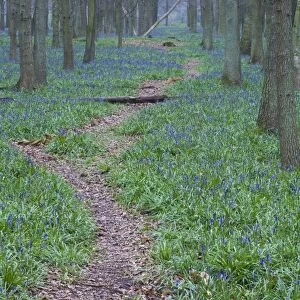 Path through Bluebell wood Bucks UK April