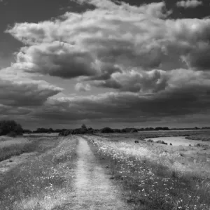 Lakenheath RSPB Reserve Black and White Summer Print Lakenheath RSPB Reserve Black and White Summer Print