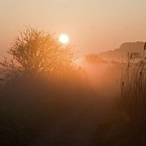 Path on edge of reedbed on Cley NWT Reserve at dawn April Norfolk