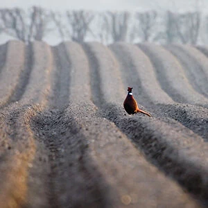 Pheasant male on recently ploughed field late winter Holt Norfolk