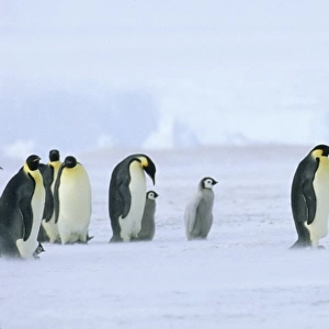 Photographing Emperor Penguins at the Dawson-Lambton Glacoier Weddell Sea Antarctica