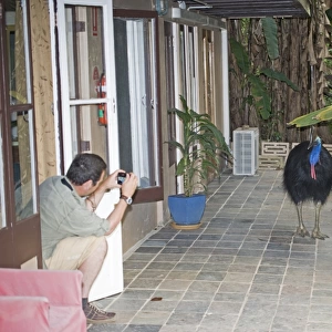 Photographing an inquisitive Southern Cassowary Casaurius casaurius Cassowary House