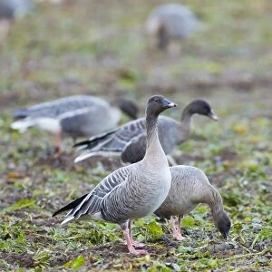 Pink-footed Geese Anser brachyrhynchus feeding on sugar beet tops North Norfolk winter