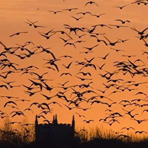 Pink-footed Geese Anser brachyrhynchus flock silhouetted at sunset Holkham North