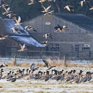 Pink-footed Geese Anser brachyrhynchus at Holkham Norfolk January