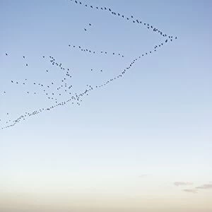 Pink-footed Geese Anser brachyrynchus arriving at dusk to night time roost out on