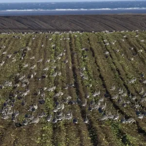 Rote Beutelgehen Aner brachyrynchus auf roter Zuckerrohrfeld in Nordnorfolk im Winter Rote Beutelgehen Aner brachyrynchus auf roter Zuckerrohrfeld in Nordnorfolk im Winter