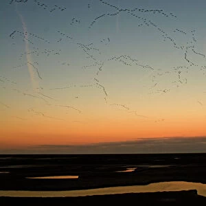 Pink-footed Geese Anser brachyrynchus leaving roost on the Wash at Snettisham Norfolk