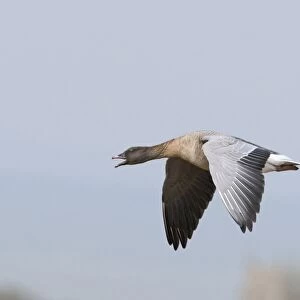 Pink-footed Goose Anser brachyrhynchus calling North Norfolk winter