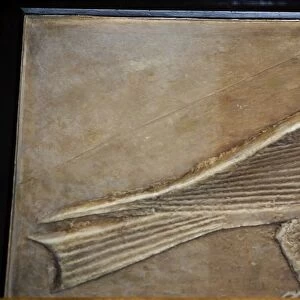 Plaster cast of an Ancient Egyptian heiroglyph Swallow