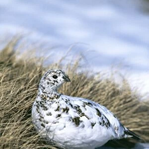 Ptarmigan, Lagopus mutus, female moulting from winter plumage, Cairngorm, Scotland, April