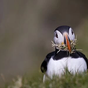 Puffin (Fratercula arctica) with nest material Shetland Scotland June
