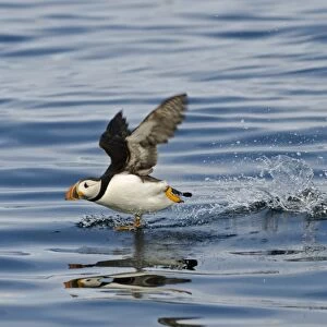Puffin Fratercula arctica taking off Farne Islands Northumberland July