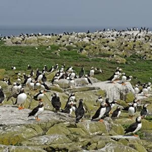 Puffins Fratercula arctica on Inner Farne Northumberland July