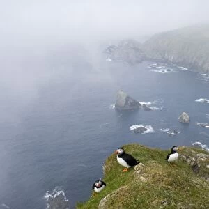 Puffins Fratercula arctica in mist on cliffs at Hermaness NNR Unst Shetland June