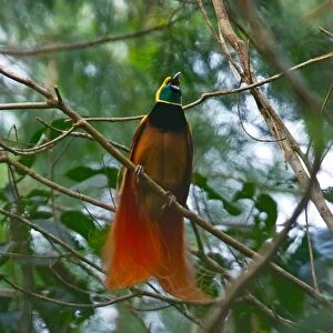 Raggiana Bird of Paradise Paradiaea raggiana male calling at lek in Varirata National