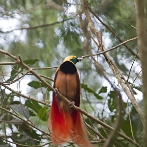 Raggiana Bird of Paradise Paradisaea raggiana male at lek in Varirata NP Papua New