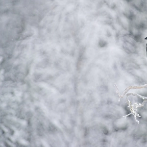 Raven Corvus corax Finland winter