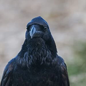 Raven Corvus corax Spain winter