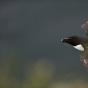 Razorbill (Alca torda) Fowlheugh RSPB Reserve Scotland July