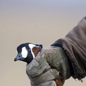 Red-breasted Goose Branta ruficollis illegally shot by hunter Durankulak Bulgaria