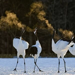 Red-crowned (Japanese) Cranes disaplaying at dawn Hokkaido Japan February