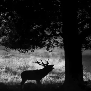 Black and White Print of Red Deer Stag Calling at Dawn Black and White Print of Red Deer Stag Calling at Dawn