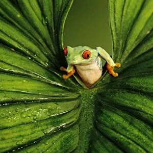 Red-eyed Tree Frog peering through leaf (captive)