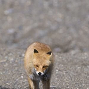 Red Fox Vulpes vulpes Hokkaido Japan