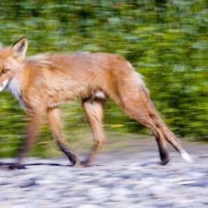 Red Fox Vulpes vulpes Katmai Alaska