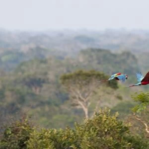 Red and Green Macaws Ara chloropterus flying over canopy of rainfores Peruvian Amazon