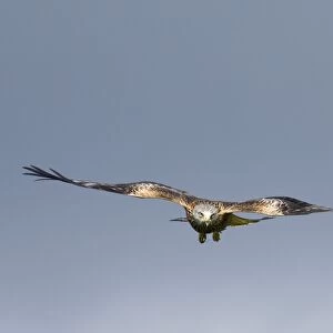 Red Kite Milvus milvus Mid Wales winter