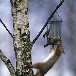 Red Squirrel on garden feeder with Great and Coal Tit, Scotland, winter